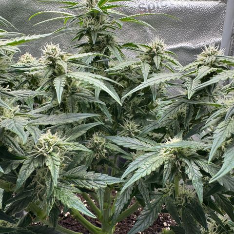 Wedding Cake Auto by Boston ❤️❤️🪴🌱 growlog timeline photo