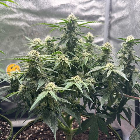 Wedding Cake Auto by Boston ❤️❤️🪴🌱 growlog timeline photo