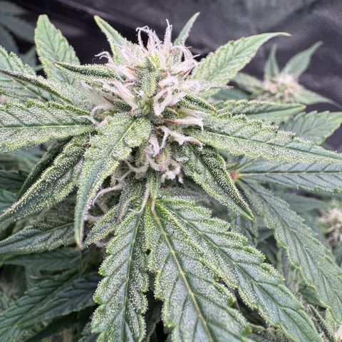 Wedding Cake Auto by Boston ❤️❤️🪴🌱 growlog timeline photo