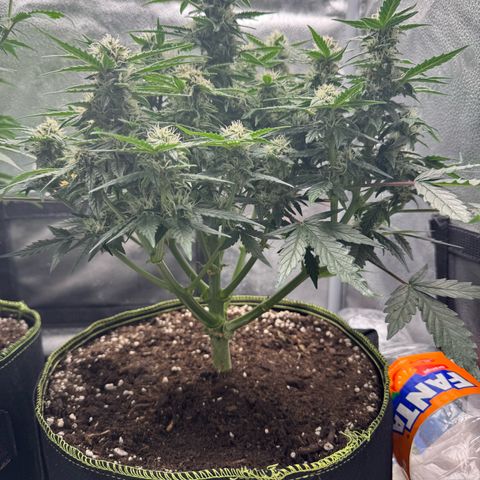 Wedding Cake Auto by Boston ❤️❤️🪴🌱 growlog timeline photo