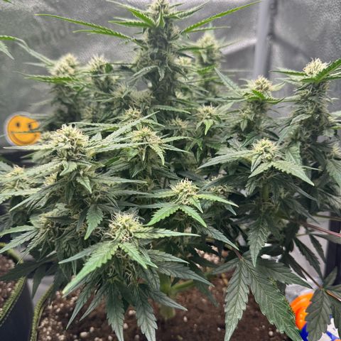 Wedding Cake Auto by Boston ❤️❤️🪴🌱 growlog timeline photo