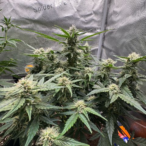 Wedding Cake Auto by Boston ❤️❤️🪴🌱 growlog timeline photo