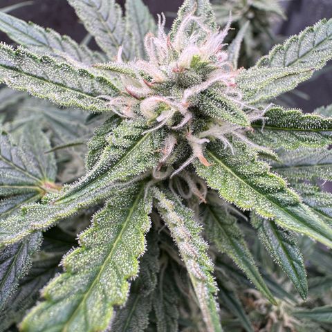 Wedding Cake Auto by Boston ❤️❤️🪴🌱 growlog timeline photo