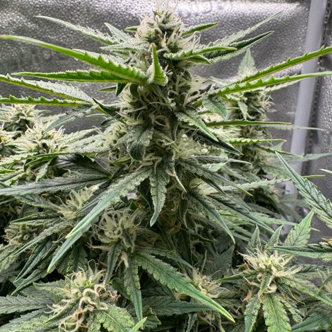 Wedding Cake Auto by Boston ❤️❤️🪴🌱 growlog timeline photo