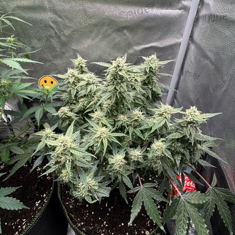 Wedding Cake Auto by Boston ❤️❤️🪴🌱 growlog timeline photo