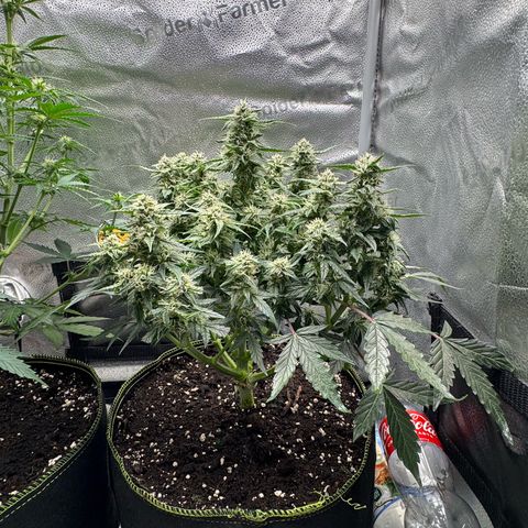 Wedding Cake Auto by Boston ❤️❤️🪴🌱 growlog timeline photo