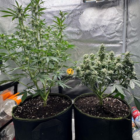 Wedding Cake Auto by Boston ❤️❤️🪴🌱 growlog timeline photo