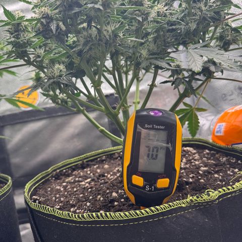 Wedding Cake Auto by Boston ❤️❤️🪴🌱 growlog timeline photo