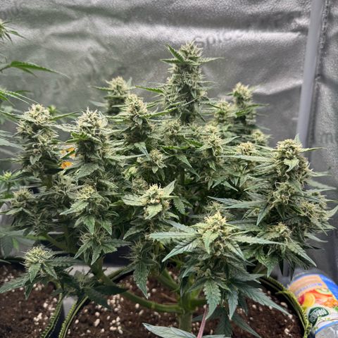 Wedding Cake Auto by Boston ❤️❤️🪴🌱 growlog timeline photo