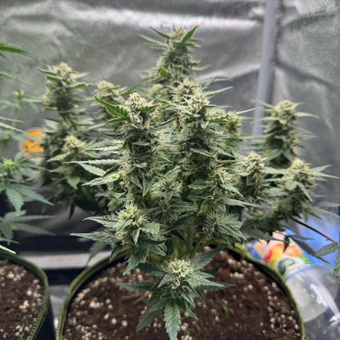 Wedding Cake Auto by Boston ❤️❤️🪴🌱 growlog timeline photo