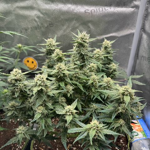 Wedding Cake Auto by Boston ❤️❤️🪴🌱 growlog timeline photo