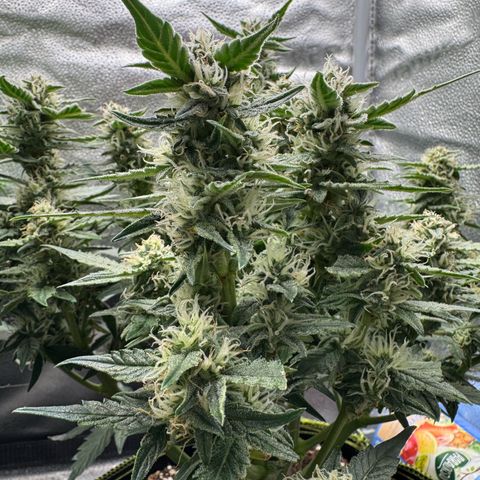 Wedding Cake Auto by Boston ❤️❤️🪴🌱 growlog timeline photo