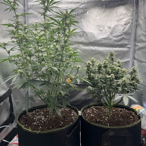 Wedding Cake Auto by Boston ❤️❤️🪴🌱 growlog timeline photo
