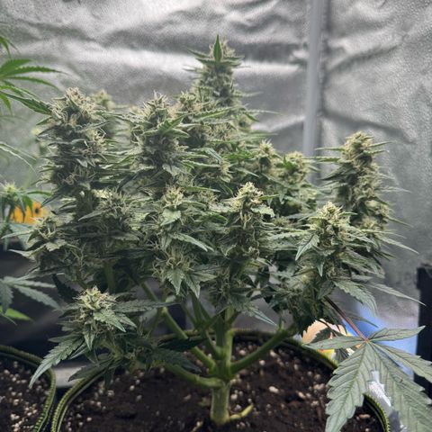 Wedding Cake Auto by Boston ❤️❤️🪴🌱 growlog timeline photo