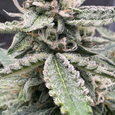 Wedding Cake Auto by Boston ❤️❤️🪴🌱 growlog timeline photo