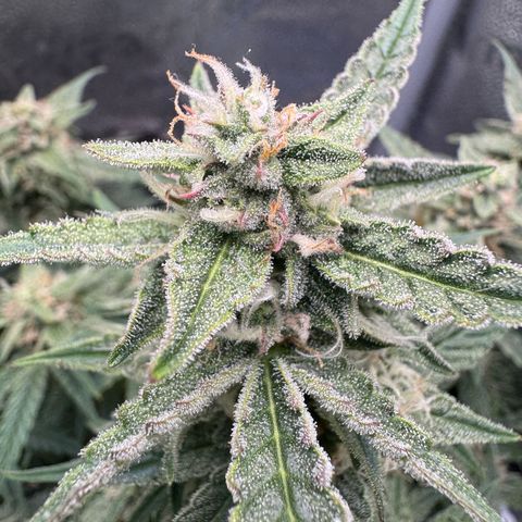Wedding Cake Auto by Boston ❤️❤️🪴🌱 growlog timeline photo