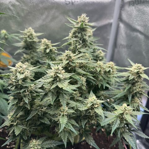 Wedding Cake Auto by Boston ❤️❤️🪴🌱 growlog timeline photo