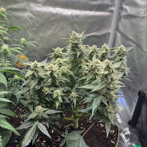 Wedding Cake Auto by Boston ❤️❤️🪴🌱 growlog timeline photo
