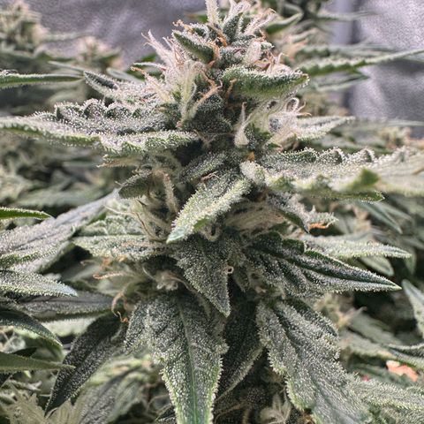 Wedding Cake Auto by Boston ❤️❤️🪴🌱 growlog timeline photo