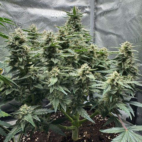 Wedding Cake Auto by Boston ❤️❤️🪴🌱 growlog timeline photo