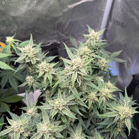 Wedding Cake Auto by Boston ❤️❤️🪴🌱 growlog timeline photo