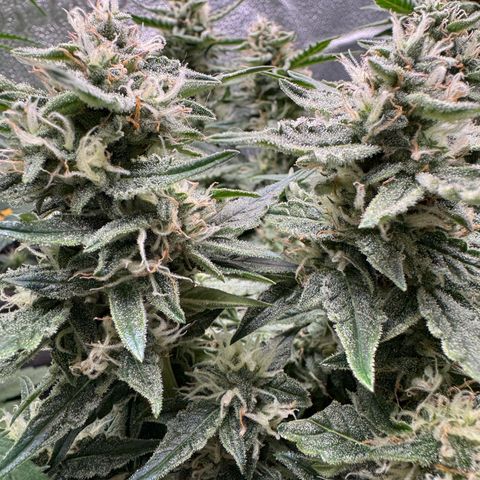 Wedding Cake Auto by Boston ❤️❤️🪴🌱 growlog timeline photo