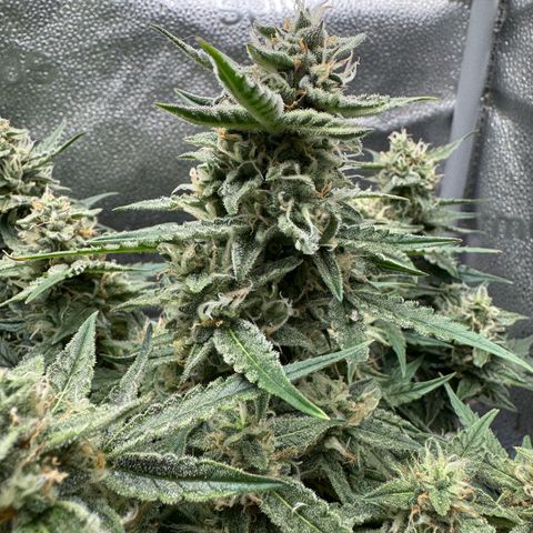 Wedding Cake Auto by Boston ❤️❤️🪴🌱 growlog timeline photo