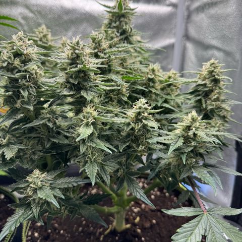 Wedding Cake Auto by Boston ❤️❤️🪴🌱 growlog timeline photo