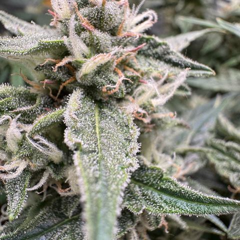 Wedding Cake Auto by Boston ❤️❤️🪴🌱 growlog timeline photo