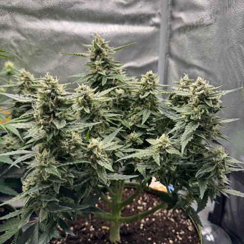Wedding Cake Auto by Boston ❤️❤️🪴🌱 growlog timeline photo