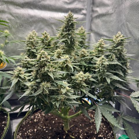 Wedding Cake Auto by Boston ❤️❤️🪴🌱 growlog timeline photo