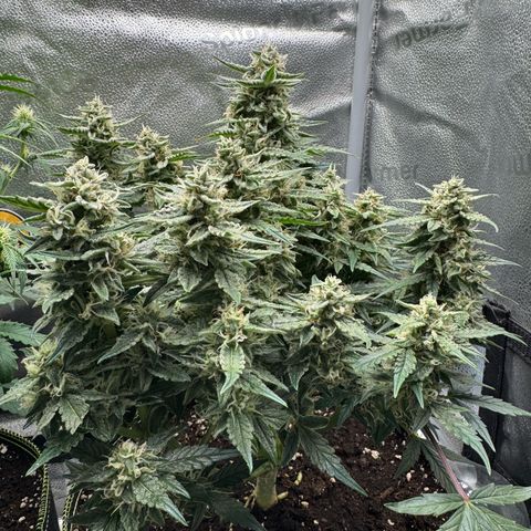Wedding Cake Auto by Boston ❤️❤️🪴🌱 growlog timeline photo