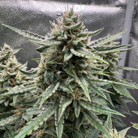 Wedding Cake Auto by Boston ❤️❤️🪴🌱 growlog timeline photo