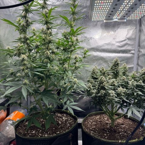 Wedding Cake Auto by Boston ❤️❤️🪴🌱 growlog timeline photo