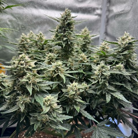 Wedding Cake Auto by Boston ❤️❤️🪴🌱 growlog timeline photo