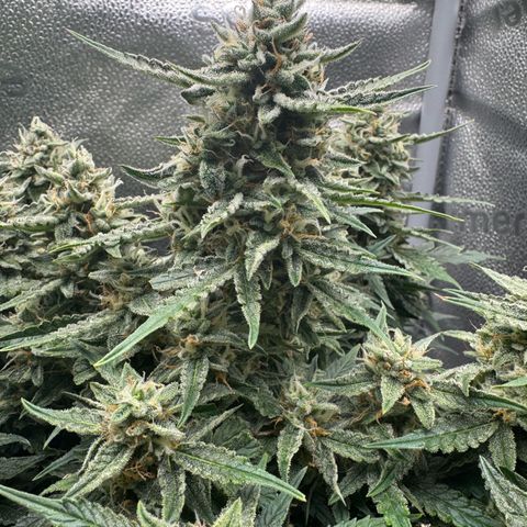 Wedding Cake Auto by Boston ❤️❤️🪴🌱 growlog timeline photo