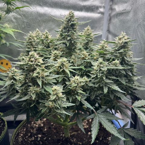 Wedding Cake Auto by Boston ❤️❤️🪴🌱 growlog timeline photo