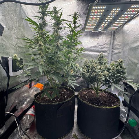 Wedding Cake Auto by Boston ❤️❤️🪴🌱 growlog timeline photo
