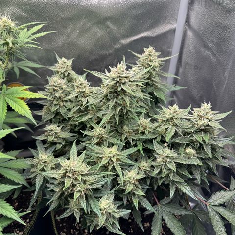 Wedding Cake Auto by Boston ❤️❤️🪴🌱 growlog timeline photo