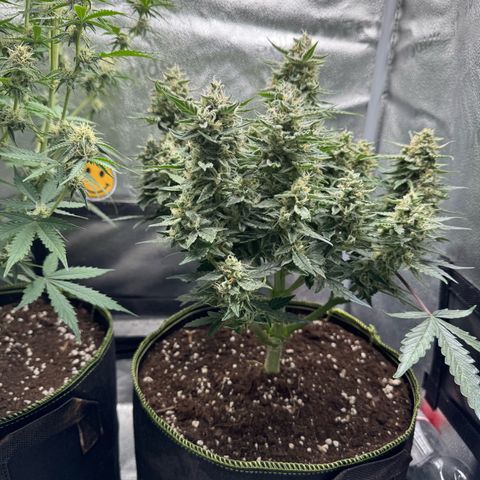 Wedding Cake Auto by Boston ❤️❤️🪴🌱 growlog timeline photo