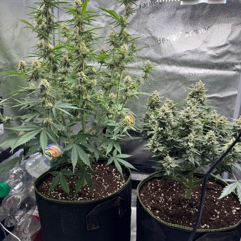 Wedding Cake Auto by Boston ❤️❤️🪴🌱 growlog timeline photo