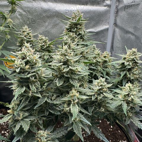 Wedding Cake Auto by Boston ❤️❤️🪴🌱 growlog timeline photo