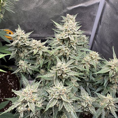 Wedding Cake Auto by Boston ❤️❤️🪴🌱 growlog timeline photo