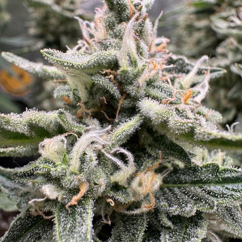 Wedding Cake Auto by Boston ❤️❤️🪴🌱 growlog timeline photo