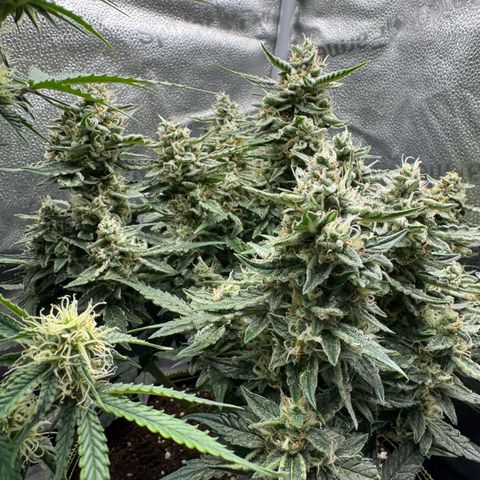 Wedding Cake Auto by Boston ❤️❤️🪴🌱 growlog timeline photo
