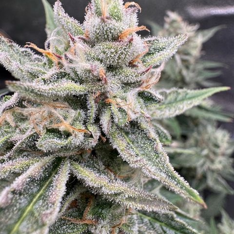 Wedding Cake Auto by Boston ❤️❤️🪴🌱 growlog timeline photo