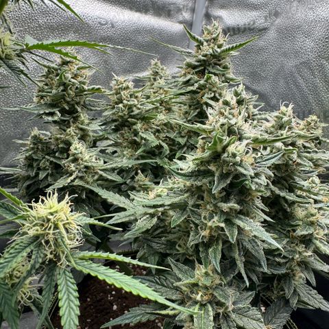Wedding Cake Auto by Boston ❤️❤️🪴🌱 growlog timeline photo