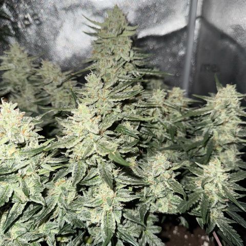 Wedding Cake Auto by Boston ❤️❤️🪴🌱 growlog timeline photo