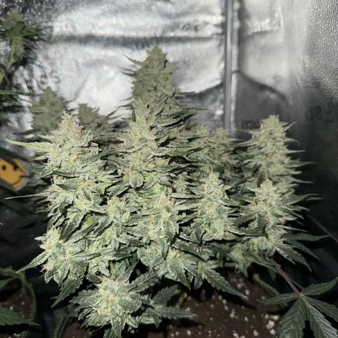 Wedding Cake Auto by Boston ❤️❤️🪴🌱 growlog timeline photo