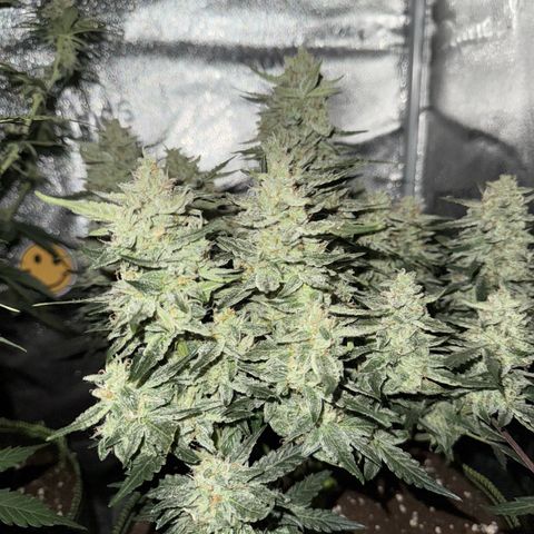Wedding Cake Auto by Boston ❤️❤️🪴🌱 growlog timeline photo